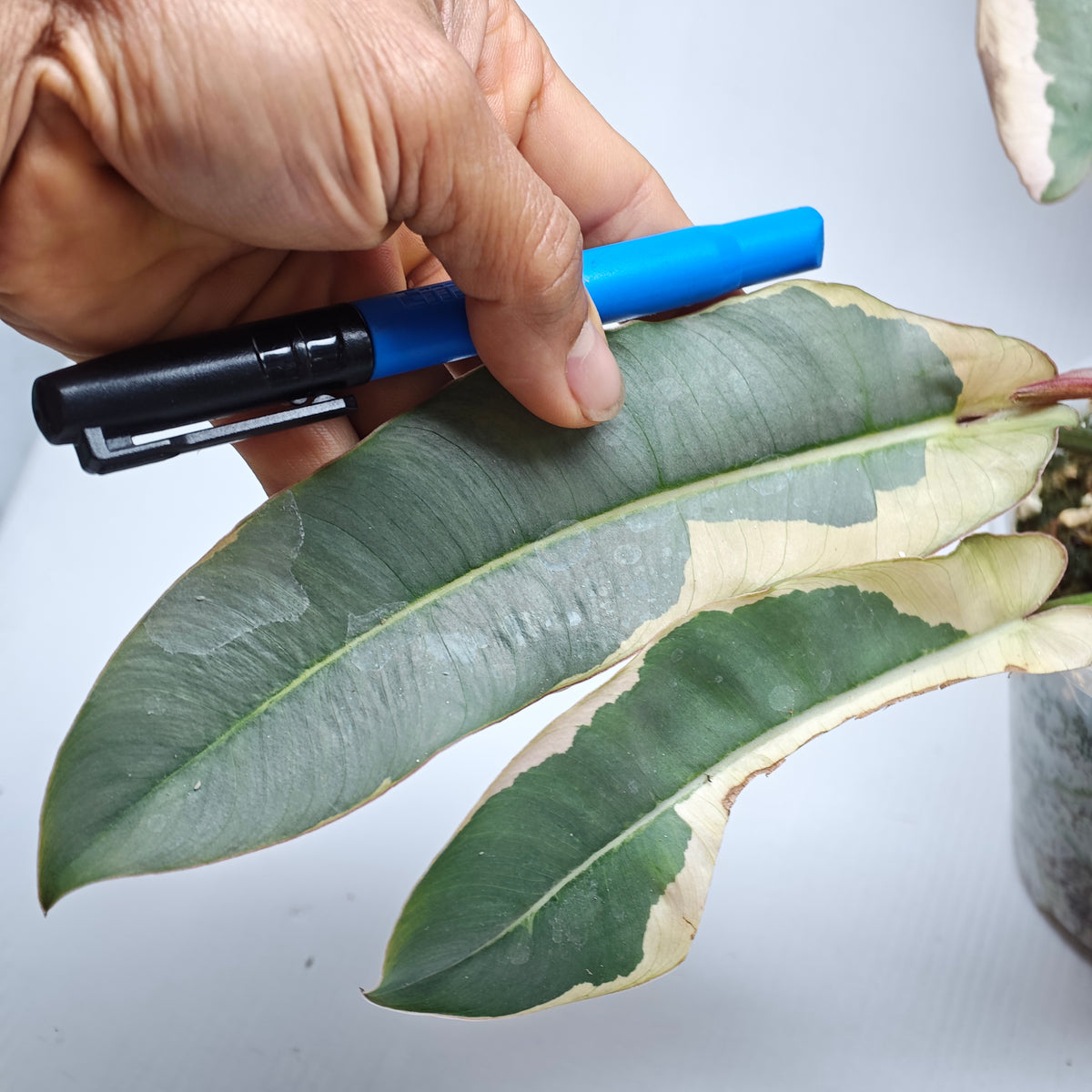 Philodendron atabapoense Variegated Albo Marginata