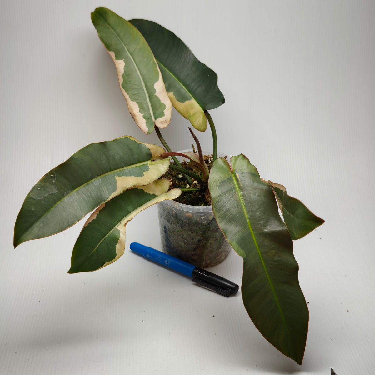 Philodendron atabapoense Variegated Albo Marginata