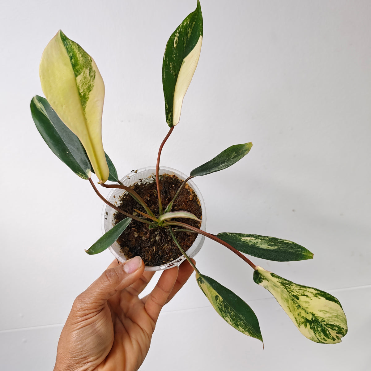 Philodendron joepii Variegated
