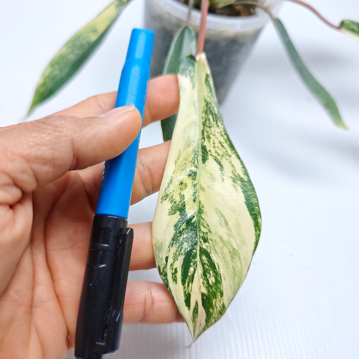 Philodendron joepii Variegated