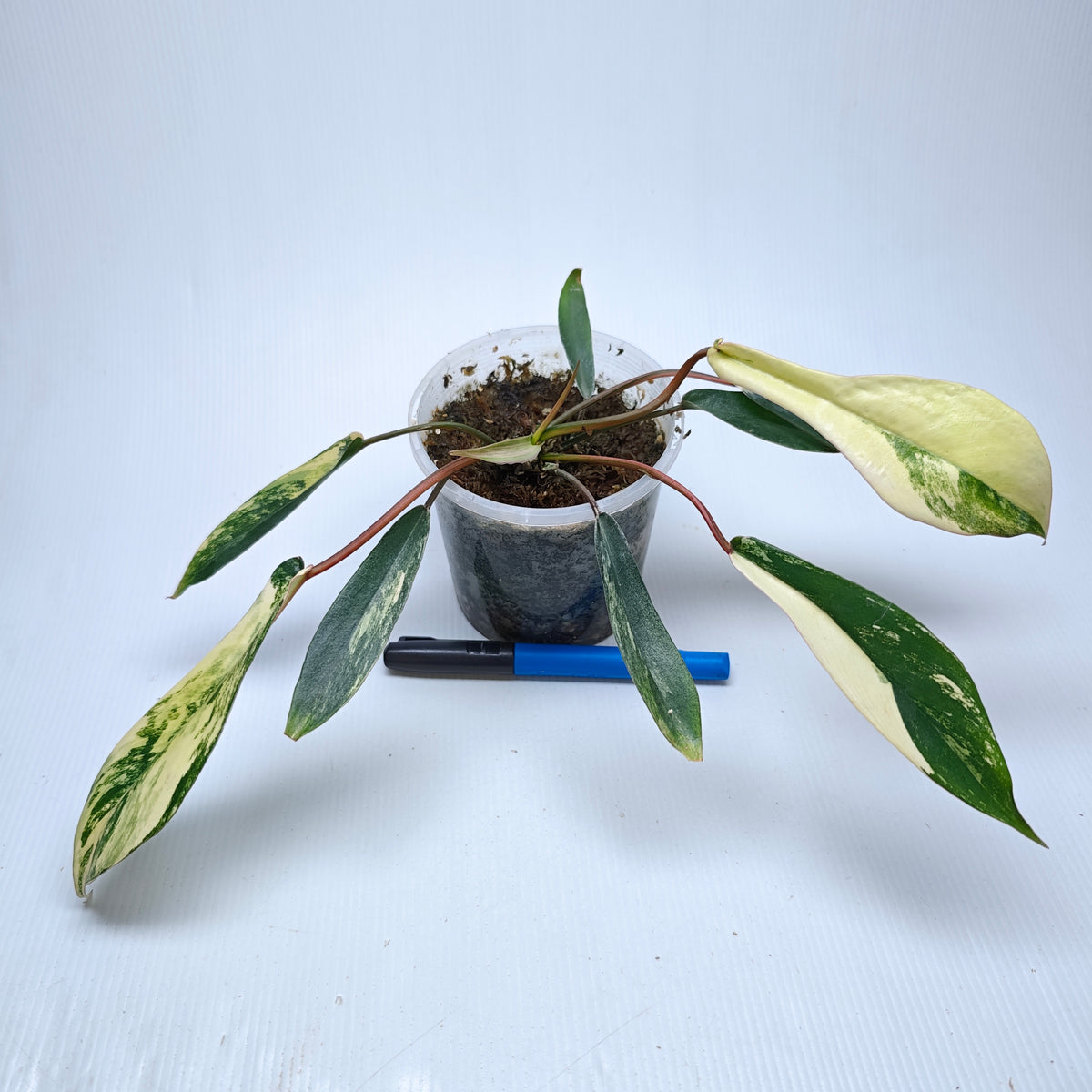 Philodendron joepii Variegated