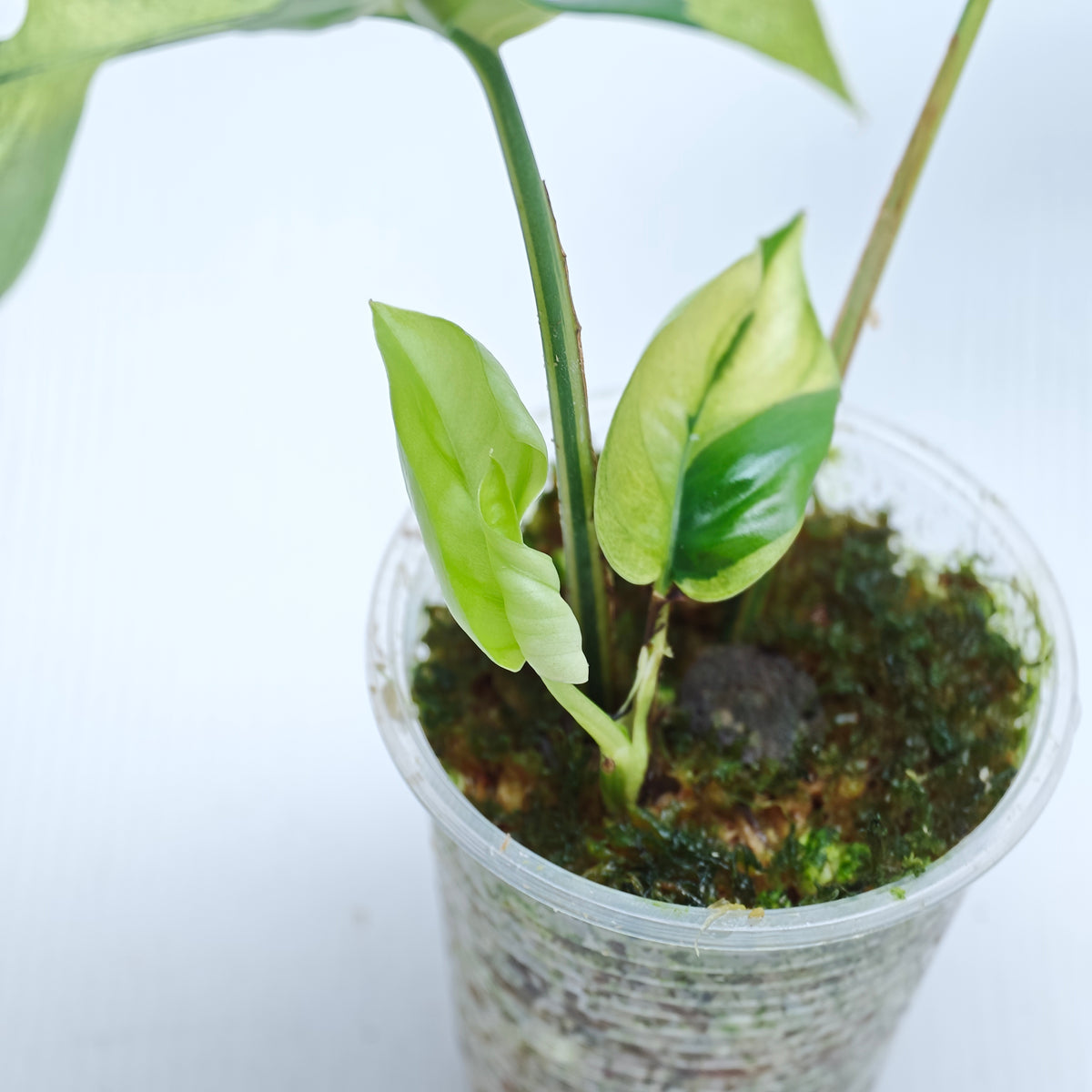 Rhaphidophora tetrasperma Albo Japanese Tricolour Variegated