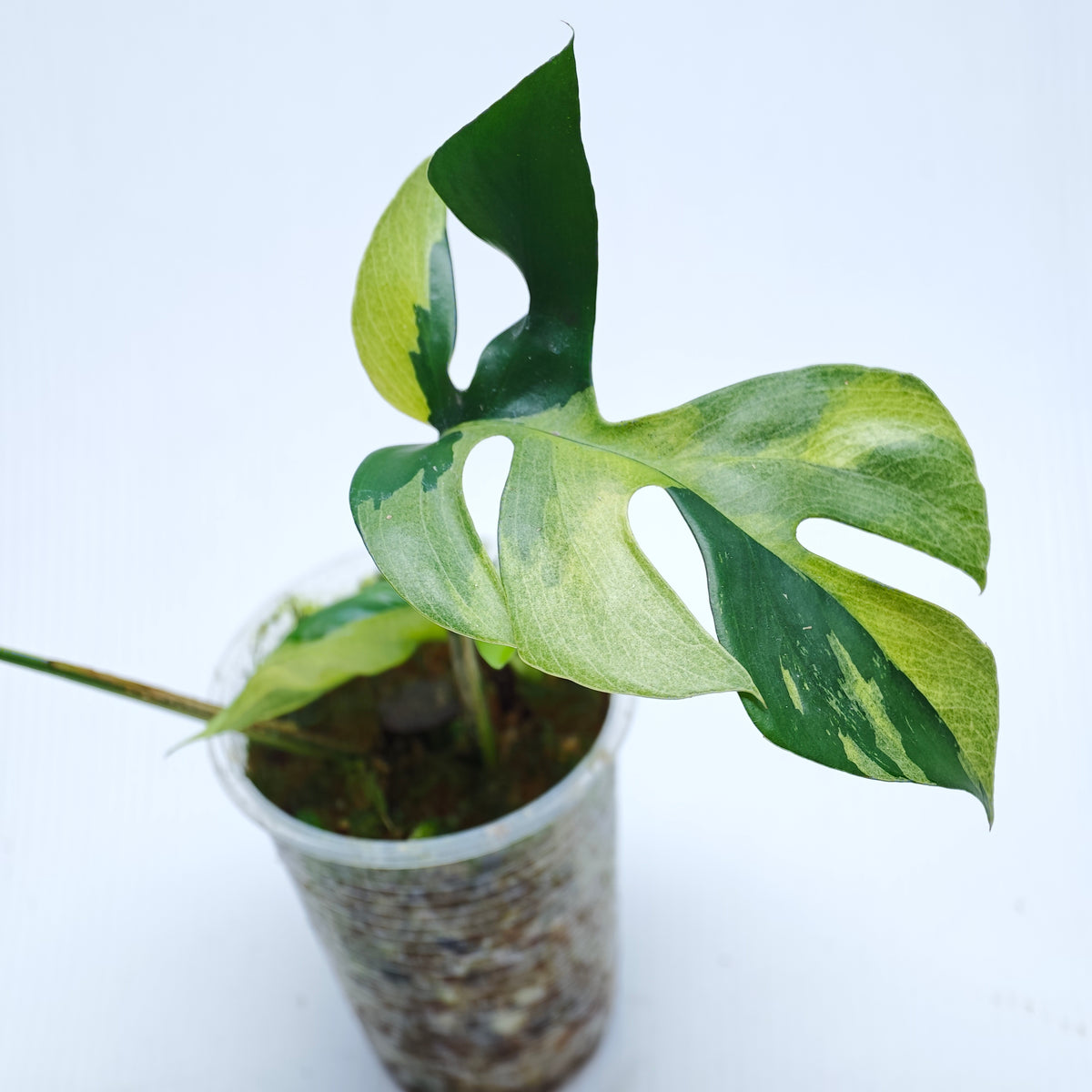Rhaphidophora tetrasperma Albo Japanese Tricolour Variegated