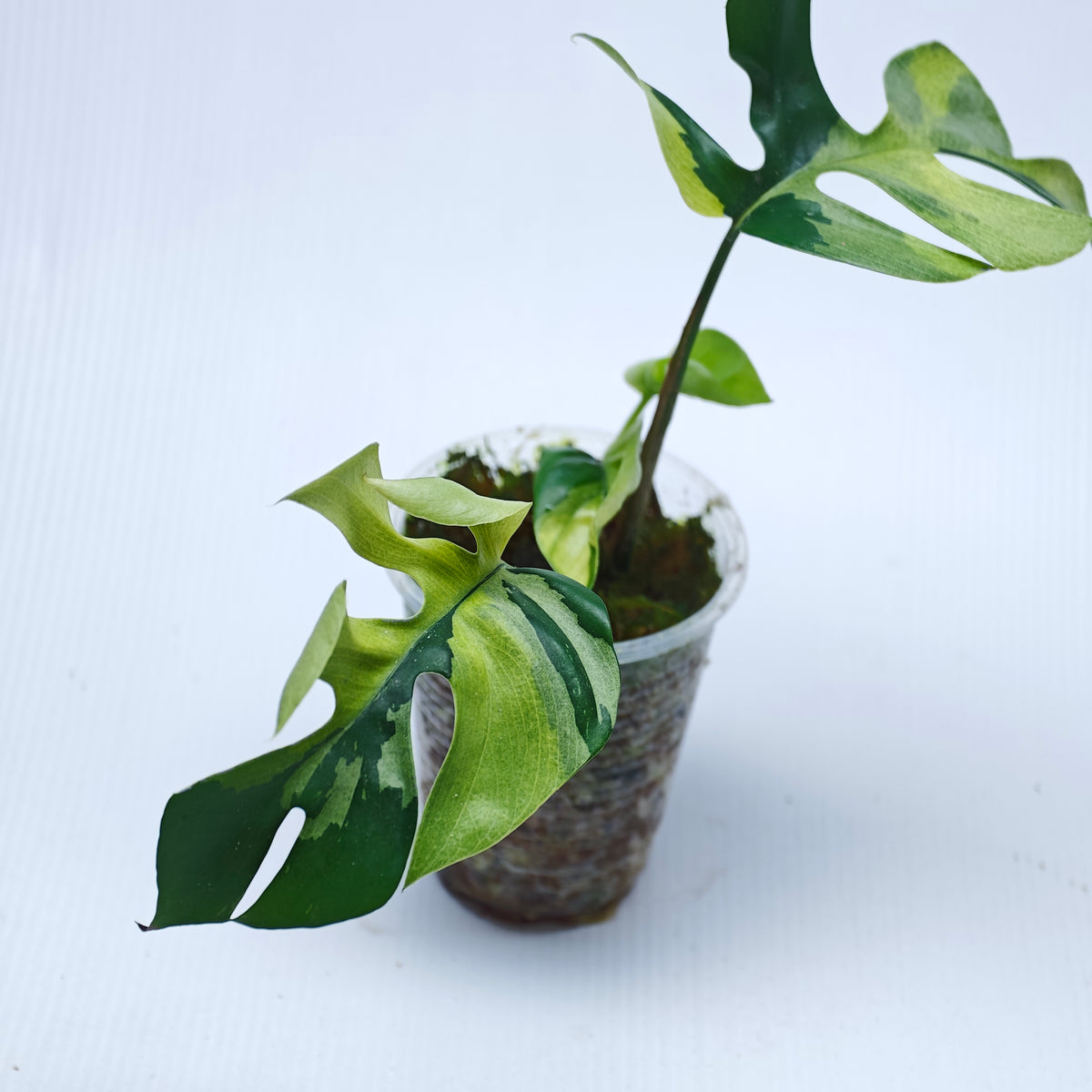 Rhaphidophora tetrasperma Albo Japanese Tricolour Variegated
