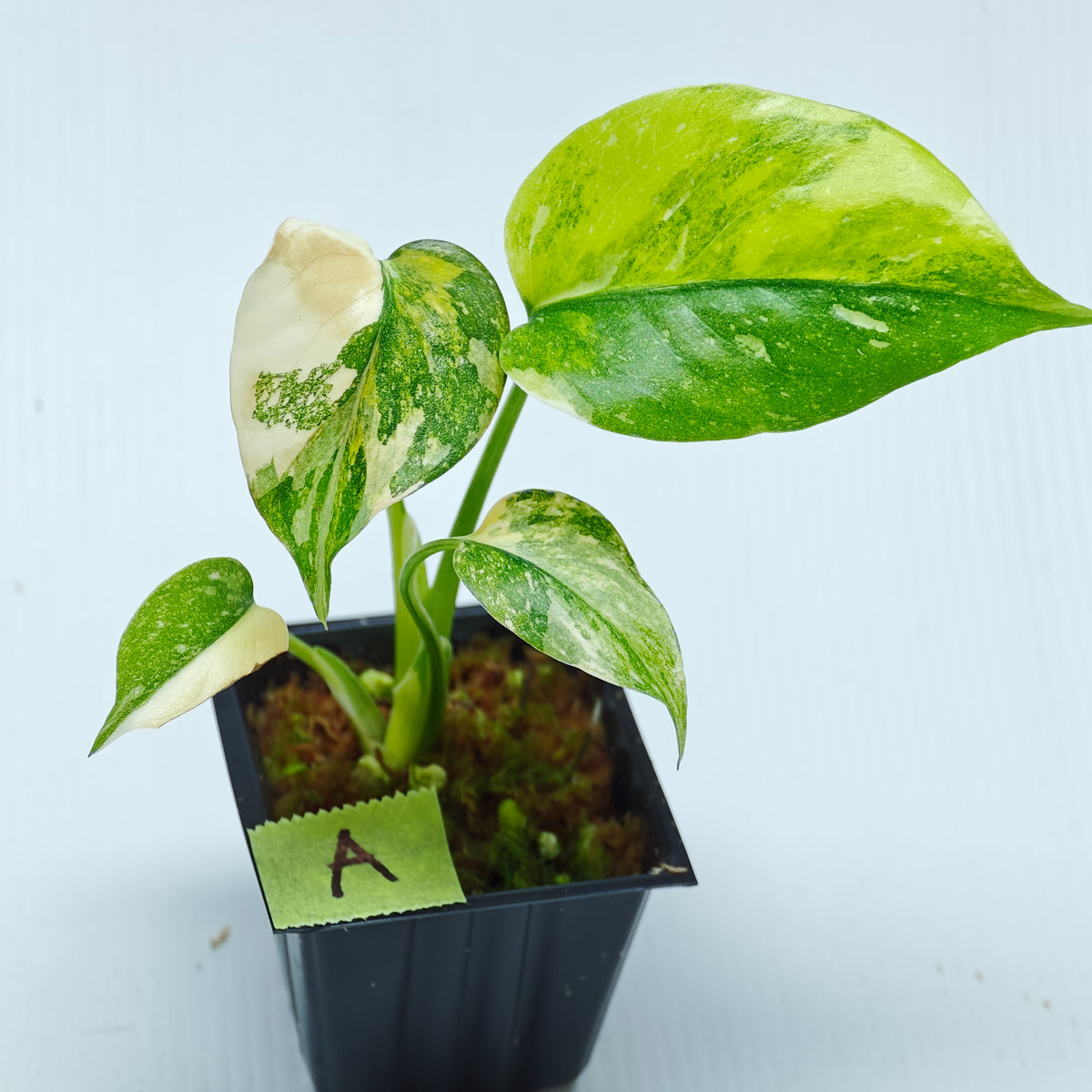 Monstera Miracle
