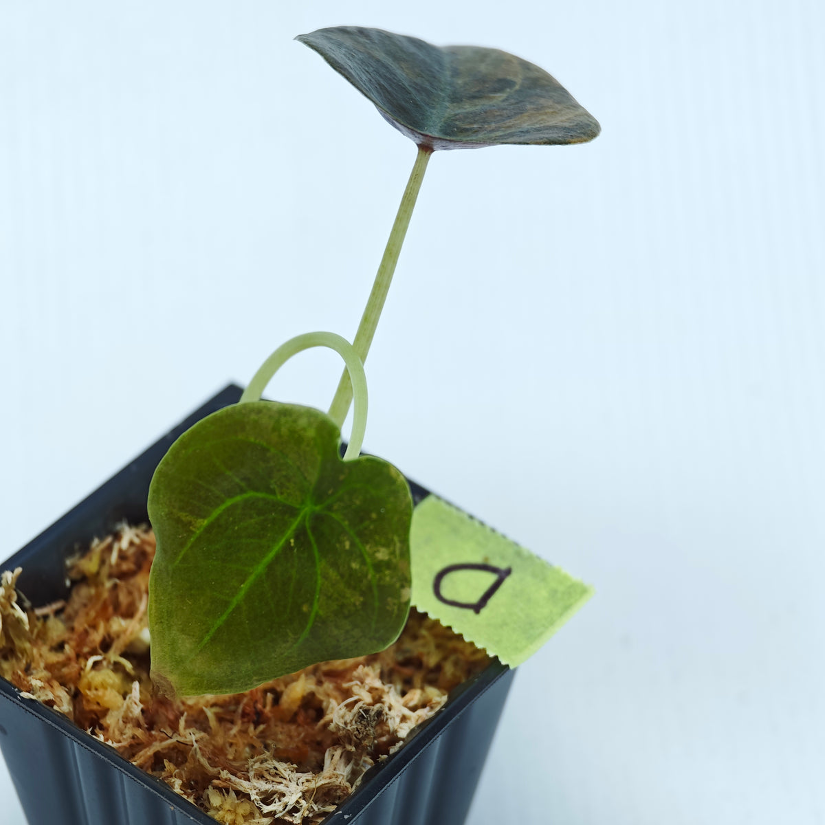 Alocasia cuprea Golden Latte Variegated