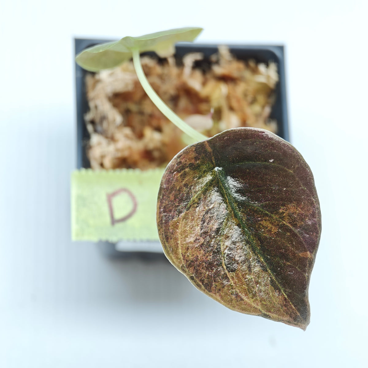 Alocasia cuprea Golden Latte Variegated