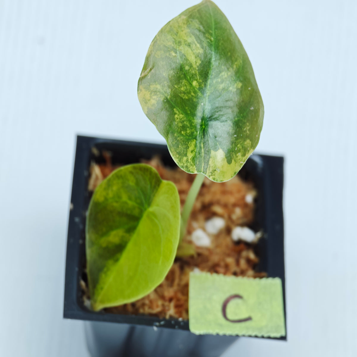 Alocasia cuprea Golden Latte Variegated