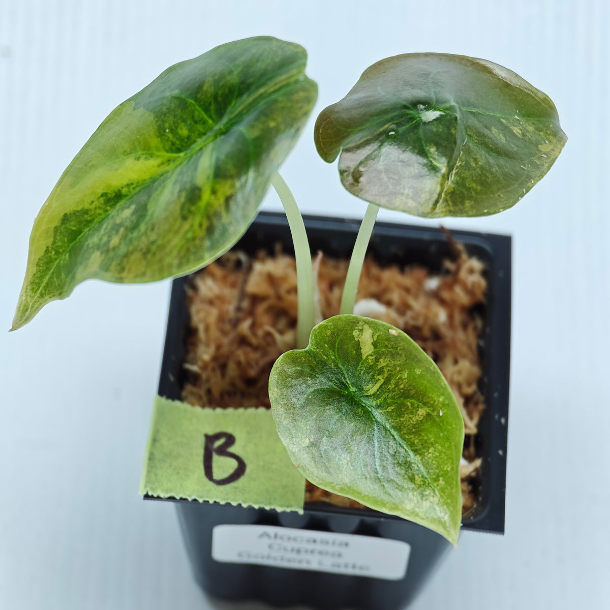 Alocasia cuprea Golden Latte Variegated