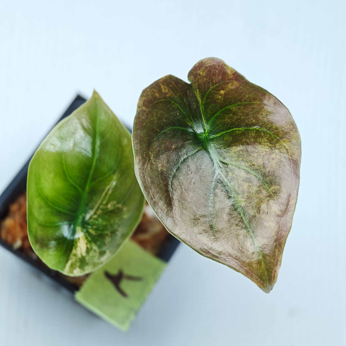 Alocasia cuprea Golden Latte Variegated