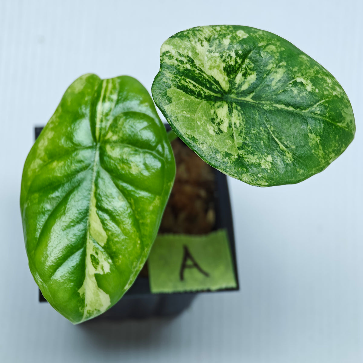 Alocasia sinuata Aurea Variegated
