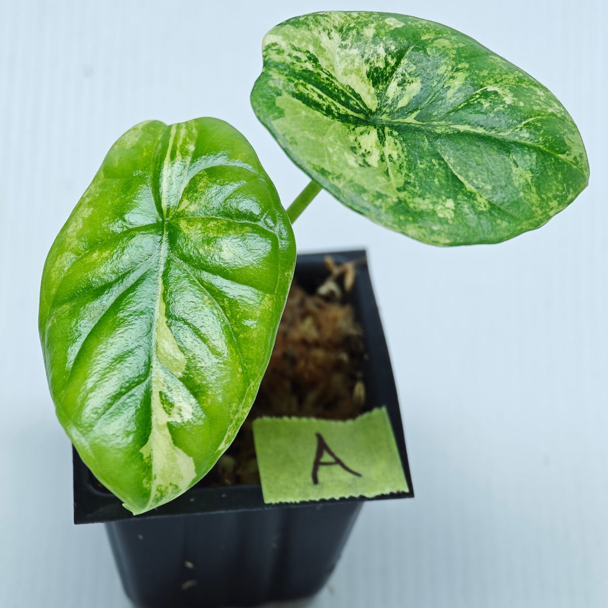 Alocasia sinuata Aurea Variegated