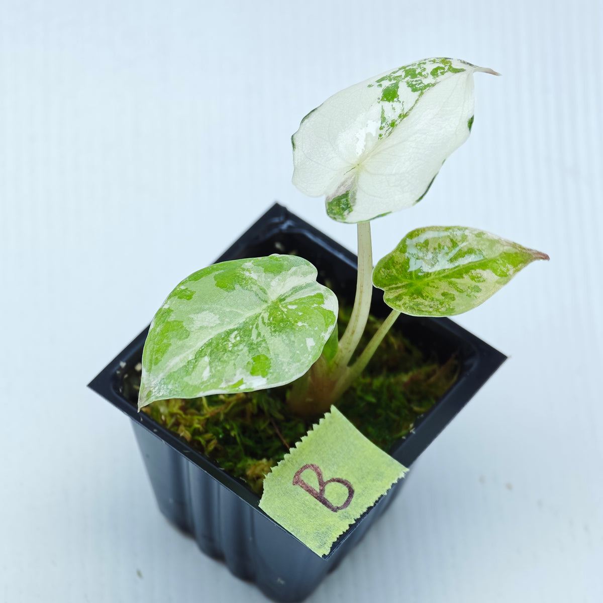 Alocasia wentii Albo/Pink Variegated