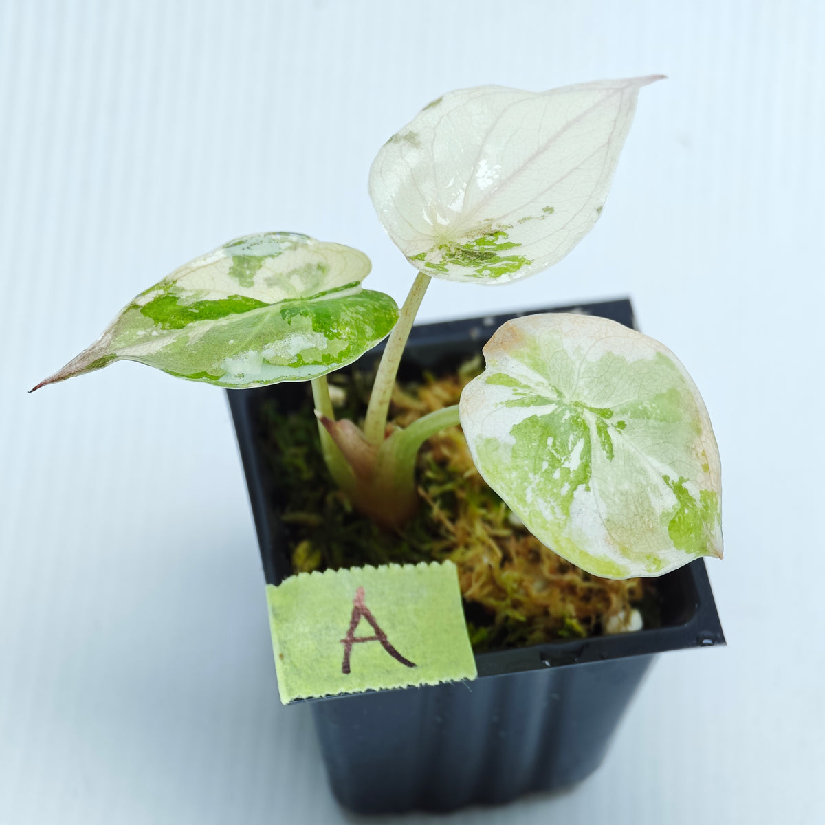 Alocasia wentii Albo/Pink Variegated