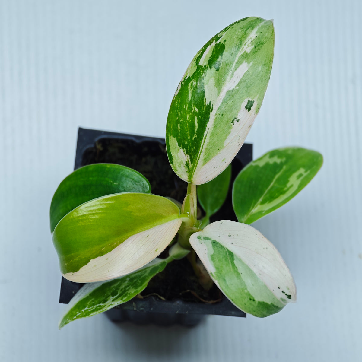 Philodendron Whipple Way Blocky Variegation