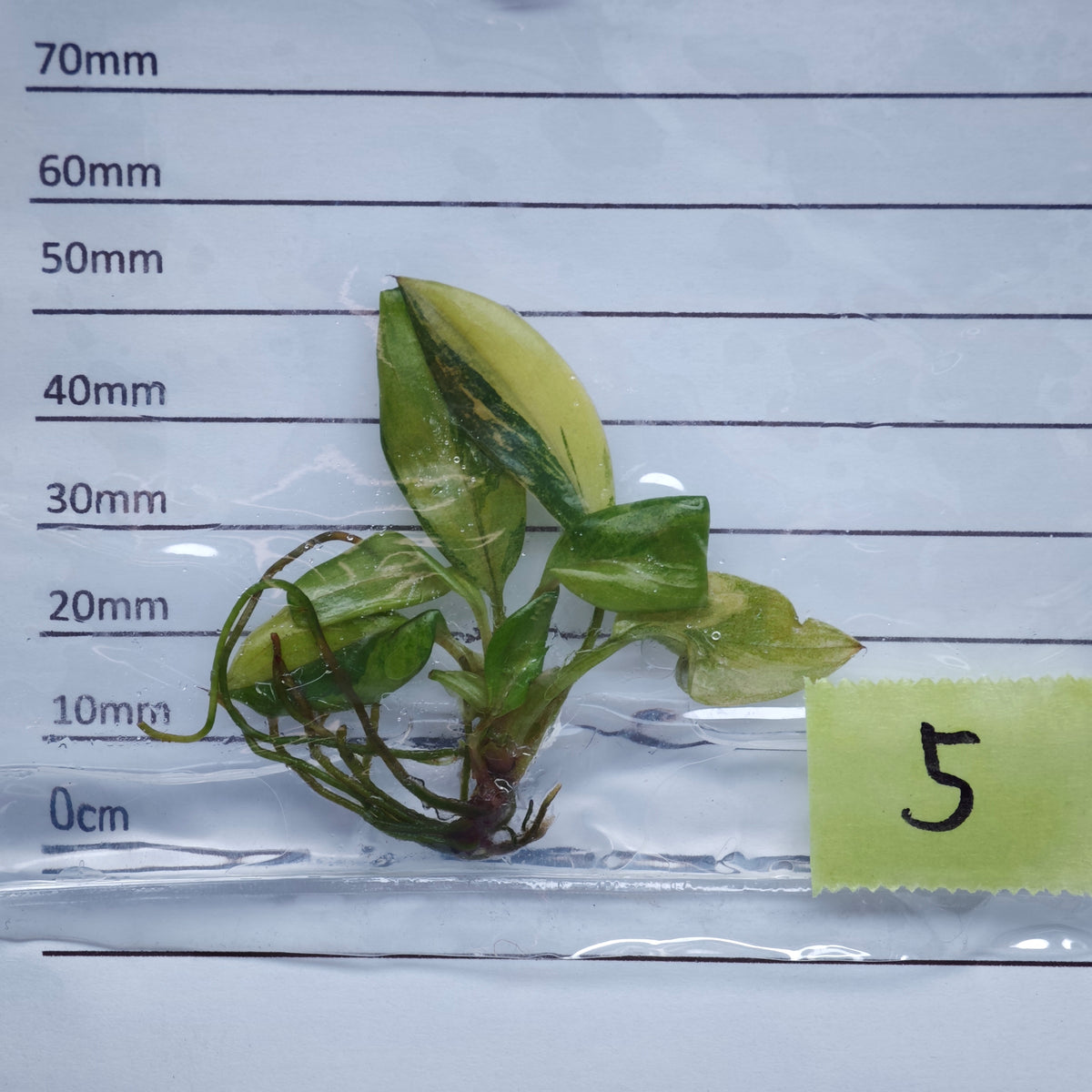 Philodendron Black Cardinal Variegated - Tissue culture (1plant/bag)