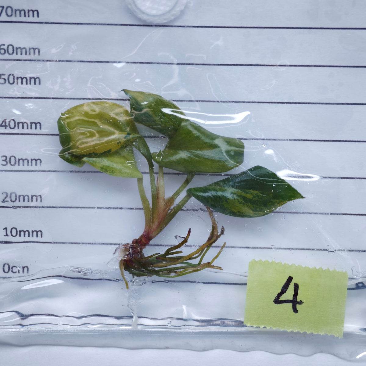 Philodendron Black Cardinal Variegated - Tissue culture (1plant/bag)