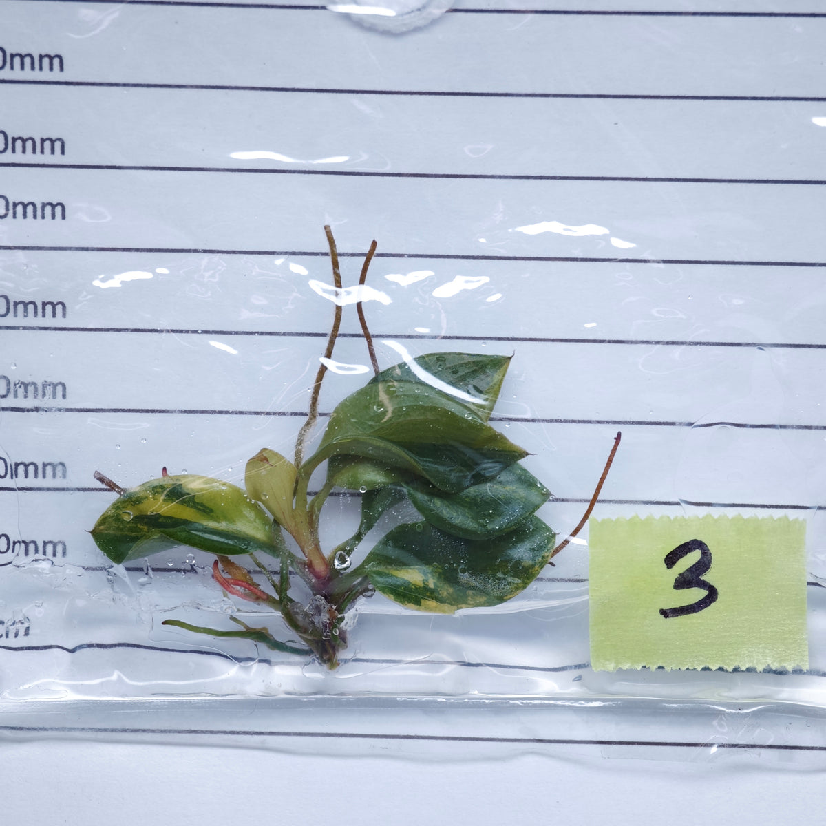 Philodendron Black Cardinal Variegated - Tissue culture (1plant/bag)