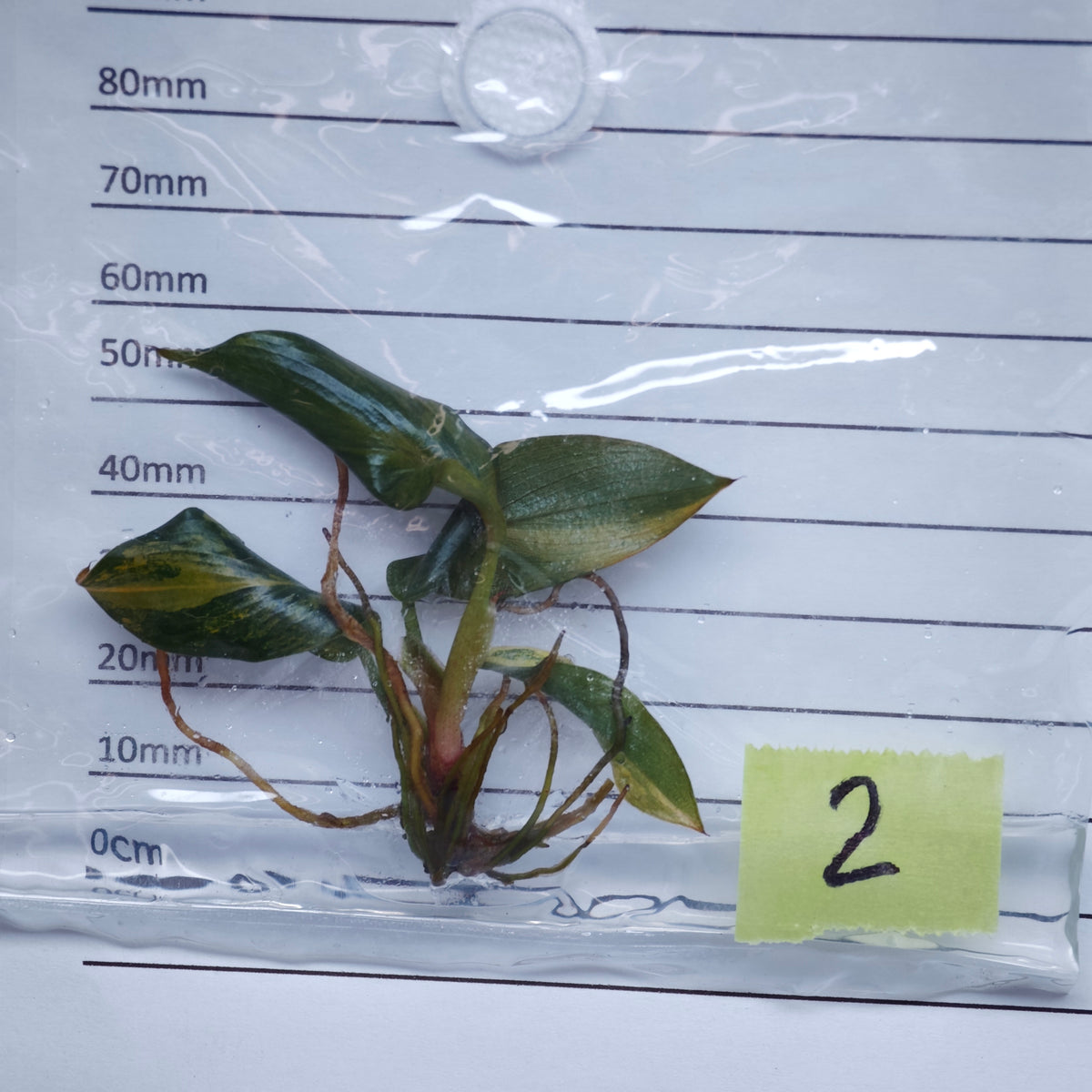 Philodendron Black Cardinal Variegated - Tissue culture (1plant/bag)