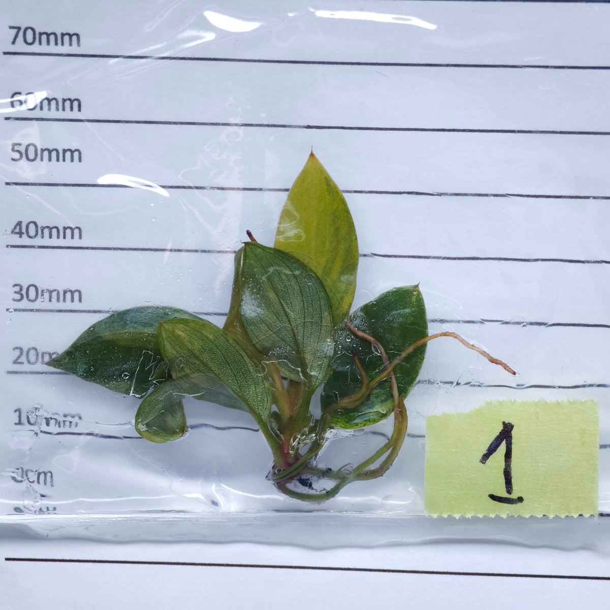 Philodendron Black Cardinal Variegated - Tissue culture (1plant/bag)