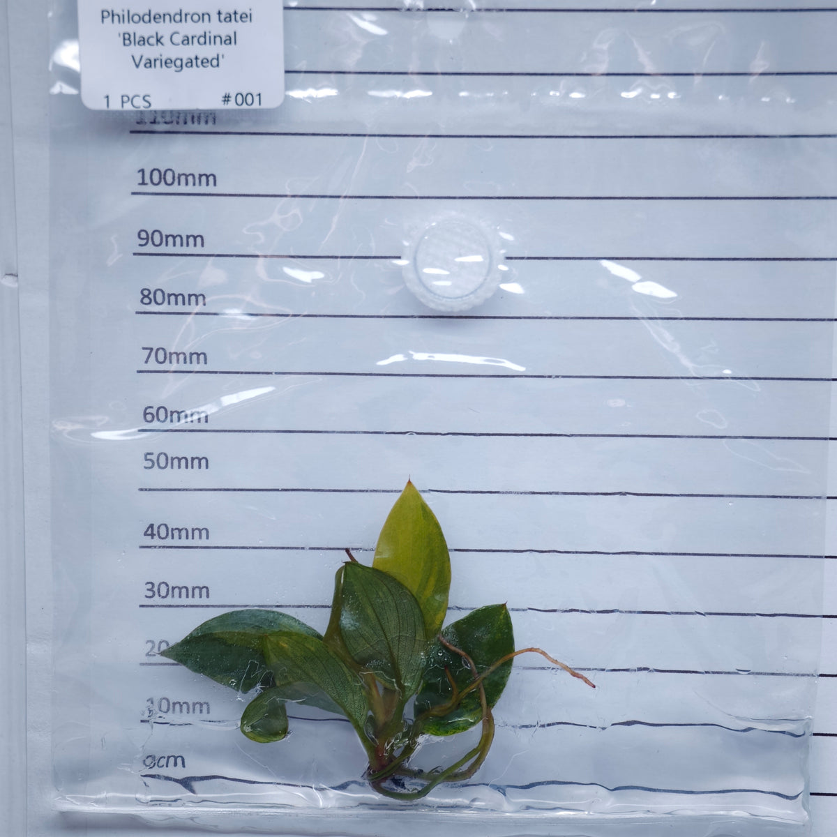 Philodendron Black Cardinal Variegated - Tissue culture (1plant/bag)