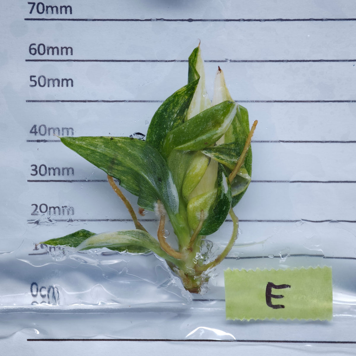 Philodendron White Wizard Tricolour Variegated - Tissue culture (1plant/bag)