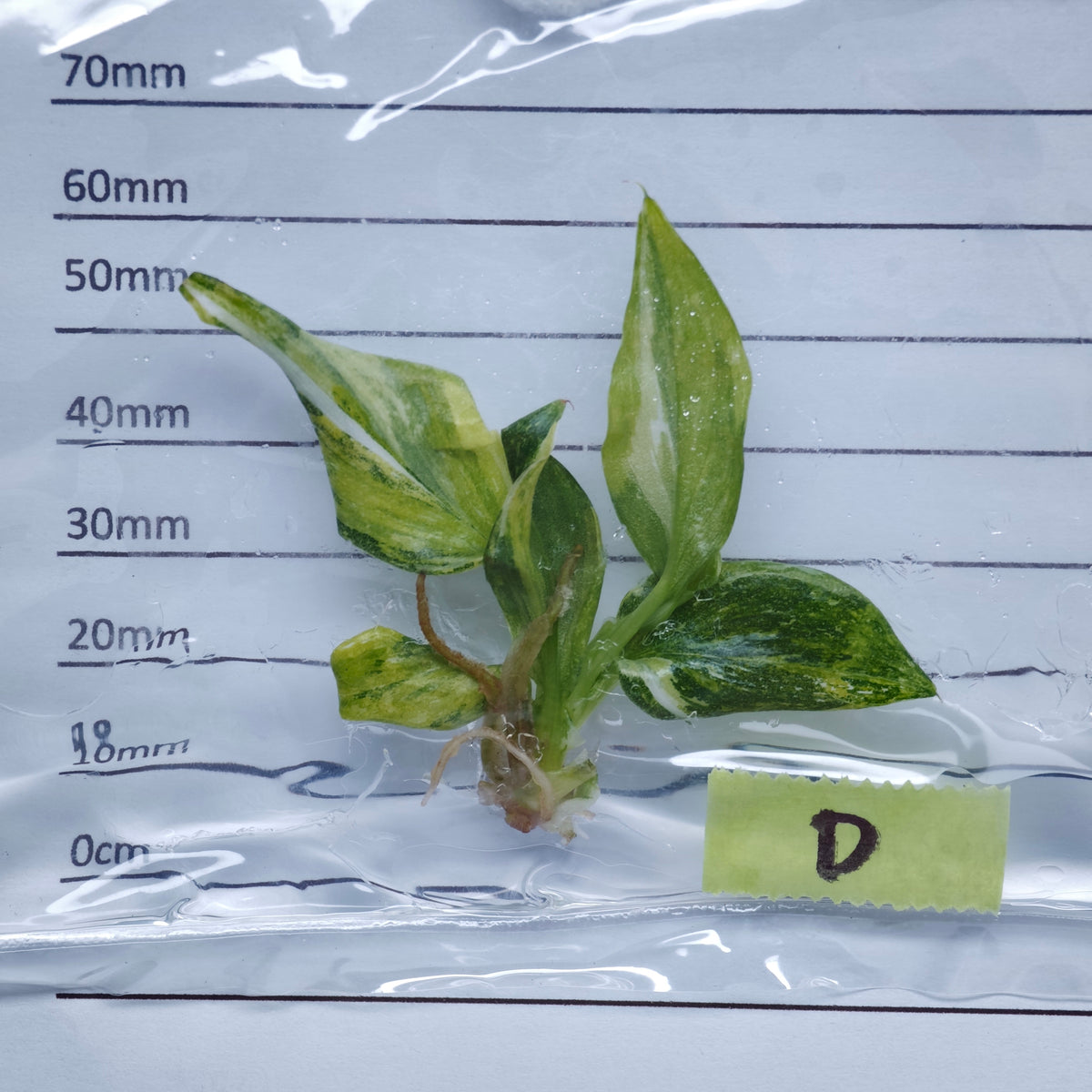 Philodendron White Wizard Tricolour Variegated - Tissue culture (1plant/bag)