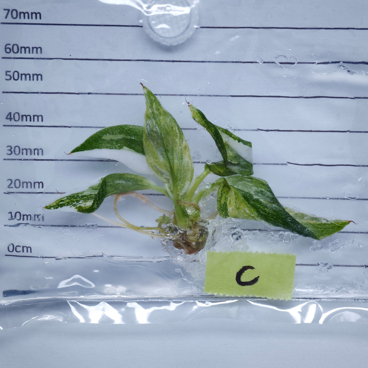 Philodendron White Wizard Tricolour Variegated - Tissue culture (1plant/bag)