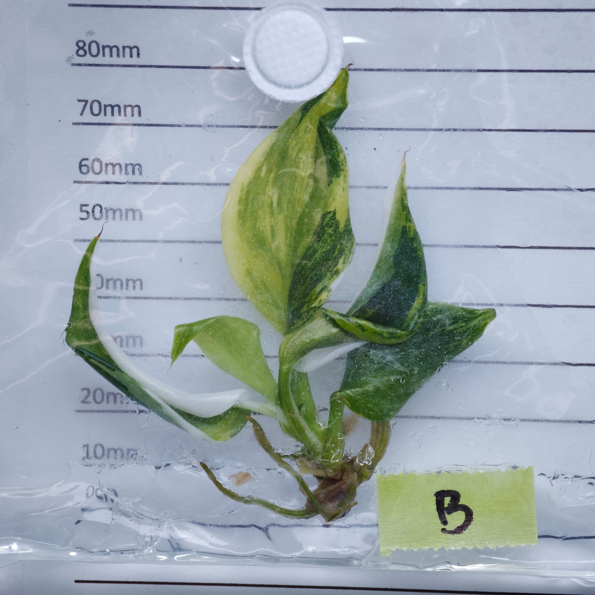 Philodendron White Wizard Tricolour Variegated - Tissue culture (1plant/bag)