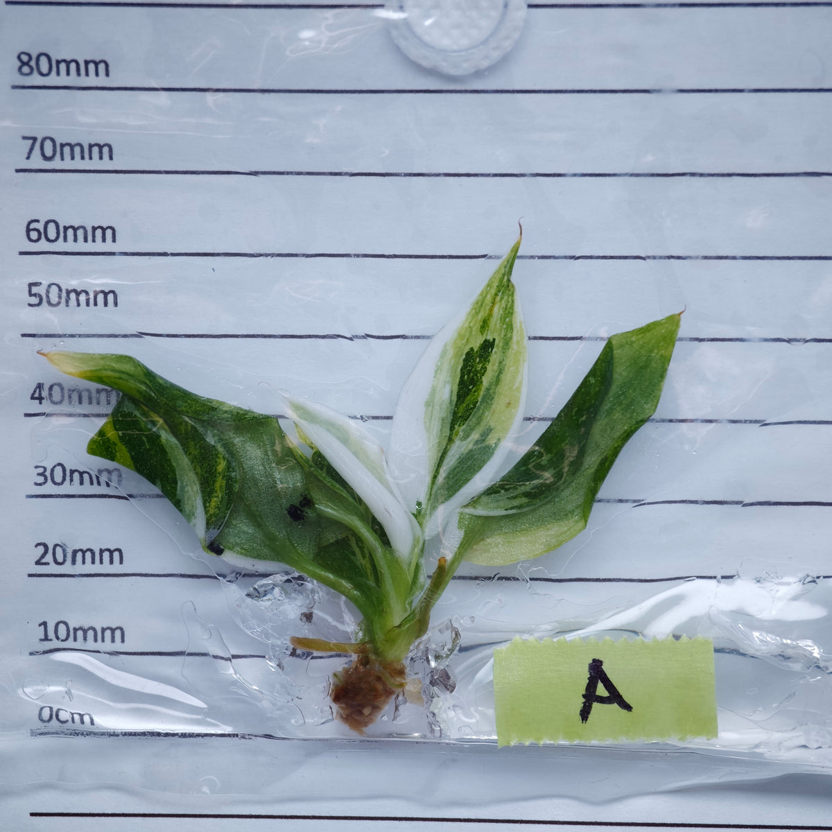 Philodendron White Wizard Tricolour Variegated - Tissue culture (1plant/bag)