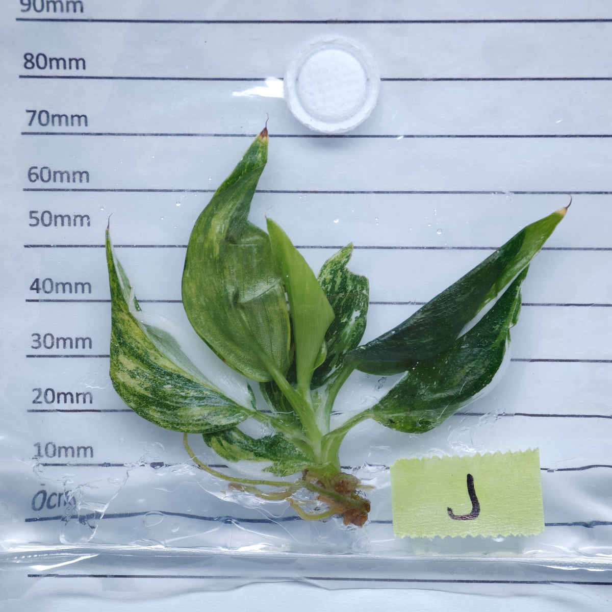 Philodendron White Wizard Tricolour Variegated - Tissue culture (1plant/bag)