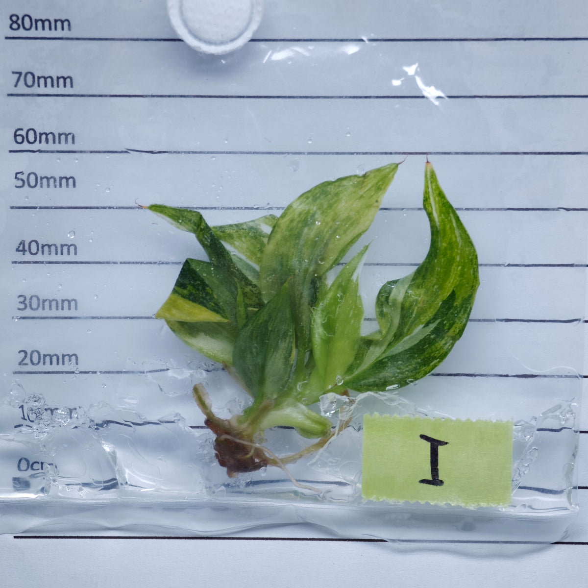 Philodendron White Wizard Tricolour Variegated - Tissue culture (1plant/bag)