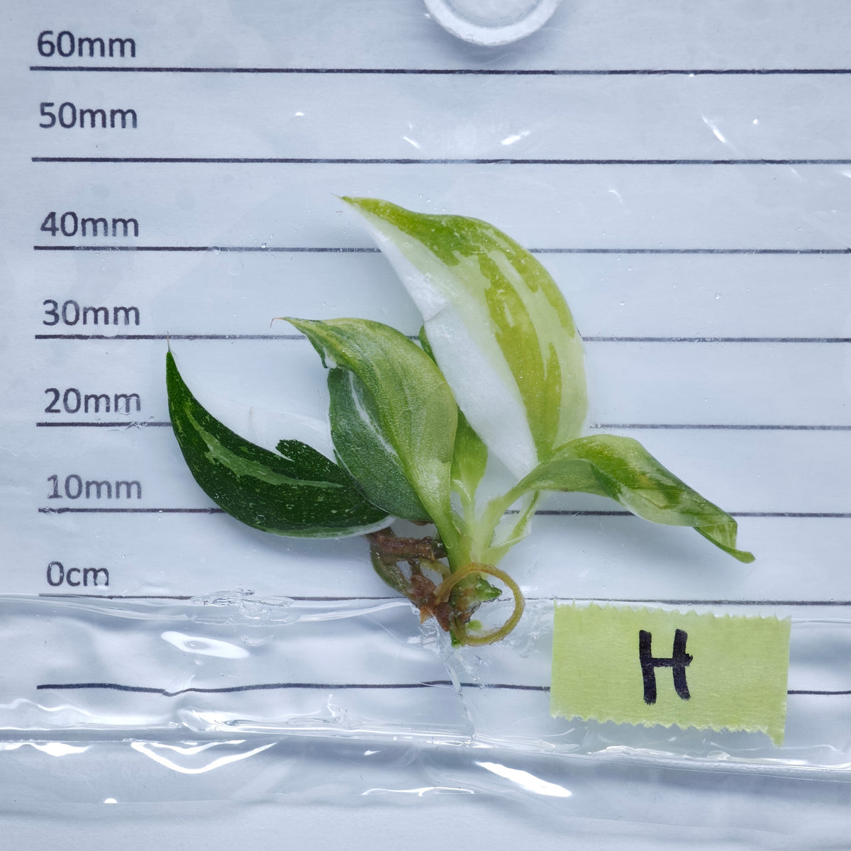 Philodendron White Wizard Tricolour Variegated - Tissue culture (1plant/bag)
