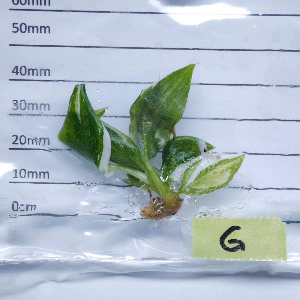 Philodendron White Wizard Tricolour Variegated - Tissue culture (1plant/bag)