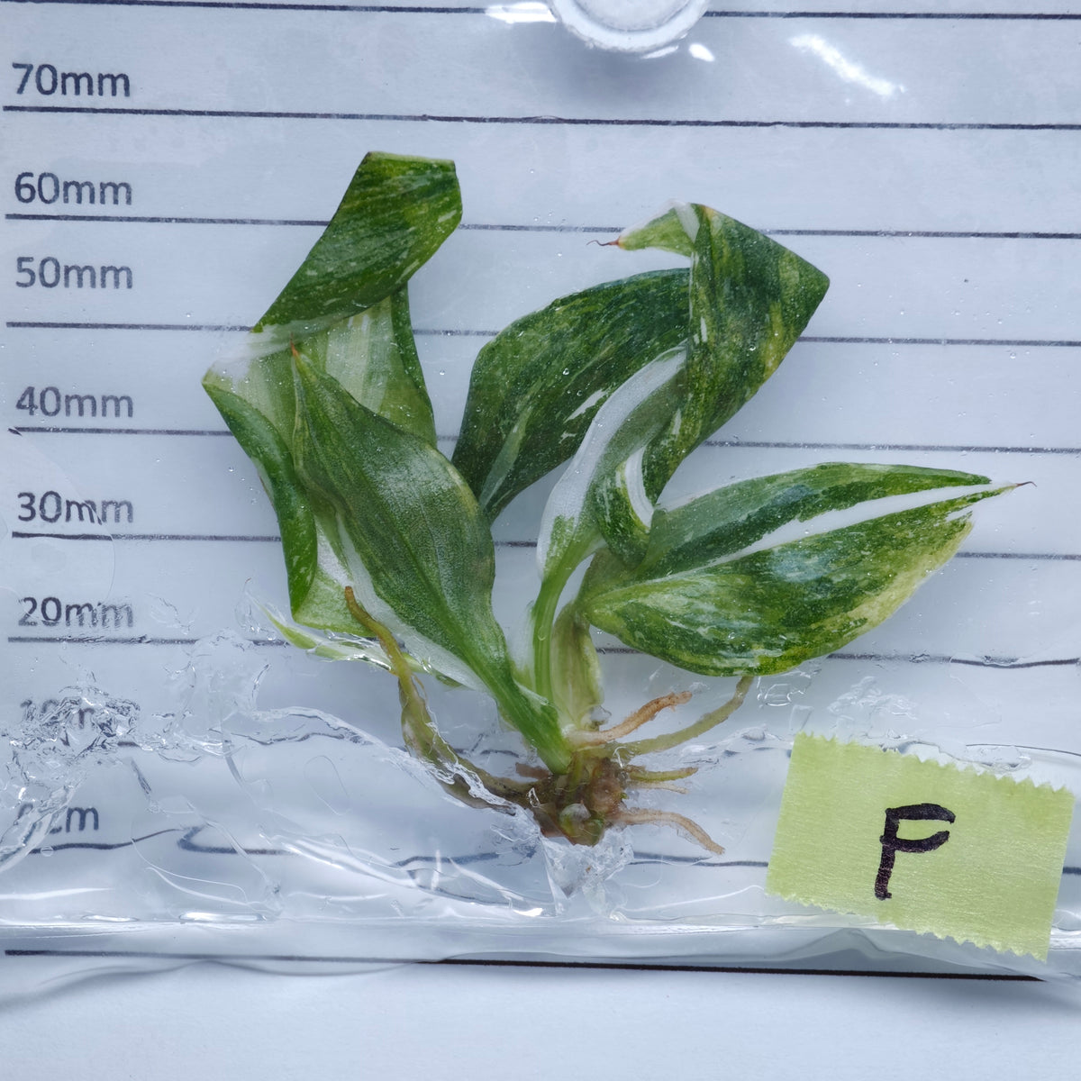 Philodendron White Wizard Tricolour Variegated - Tissue culture (1plant/bag)