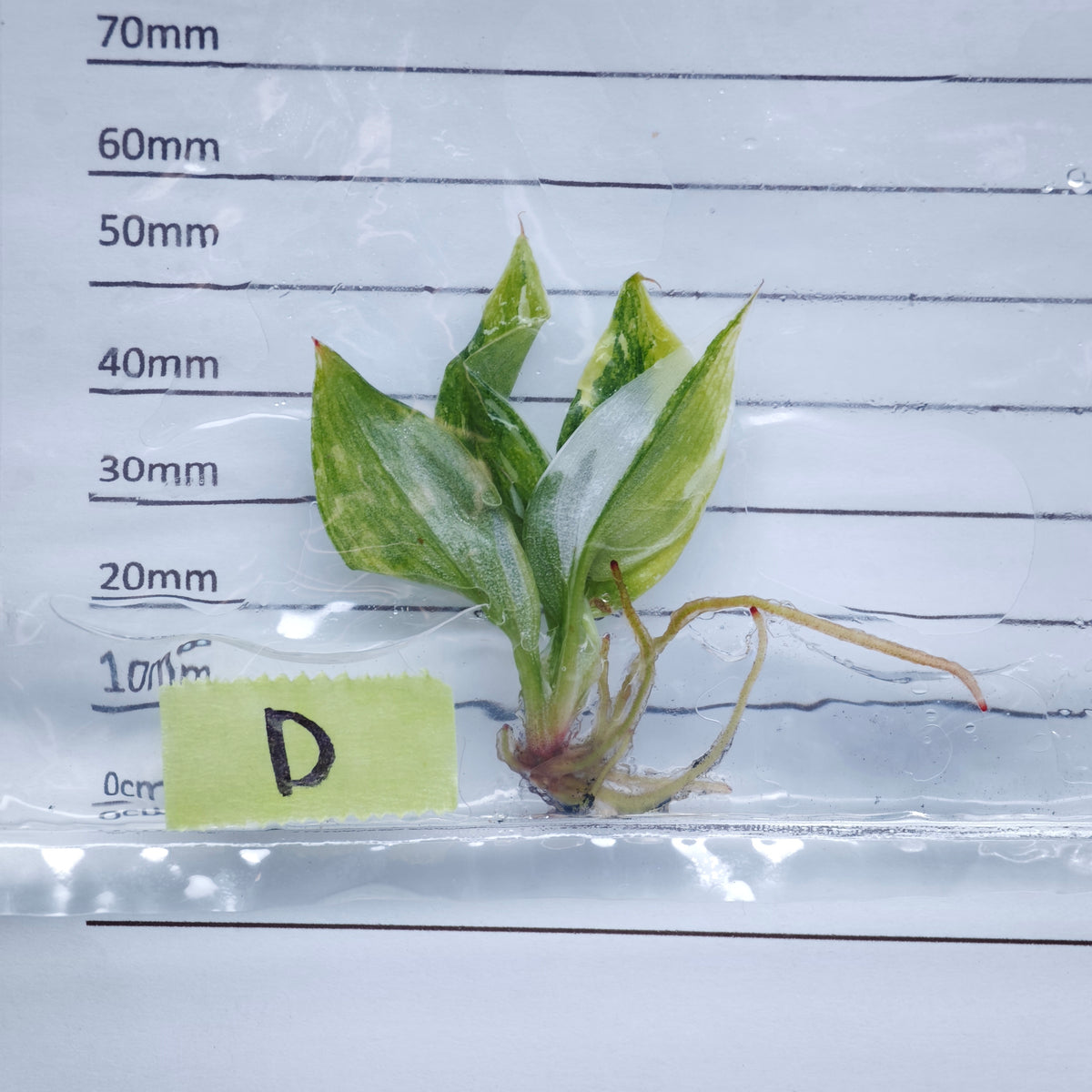 Philodendron White Knight Tricolour Variegated - Tissue culture (1plant/bag)