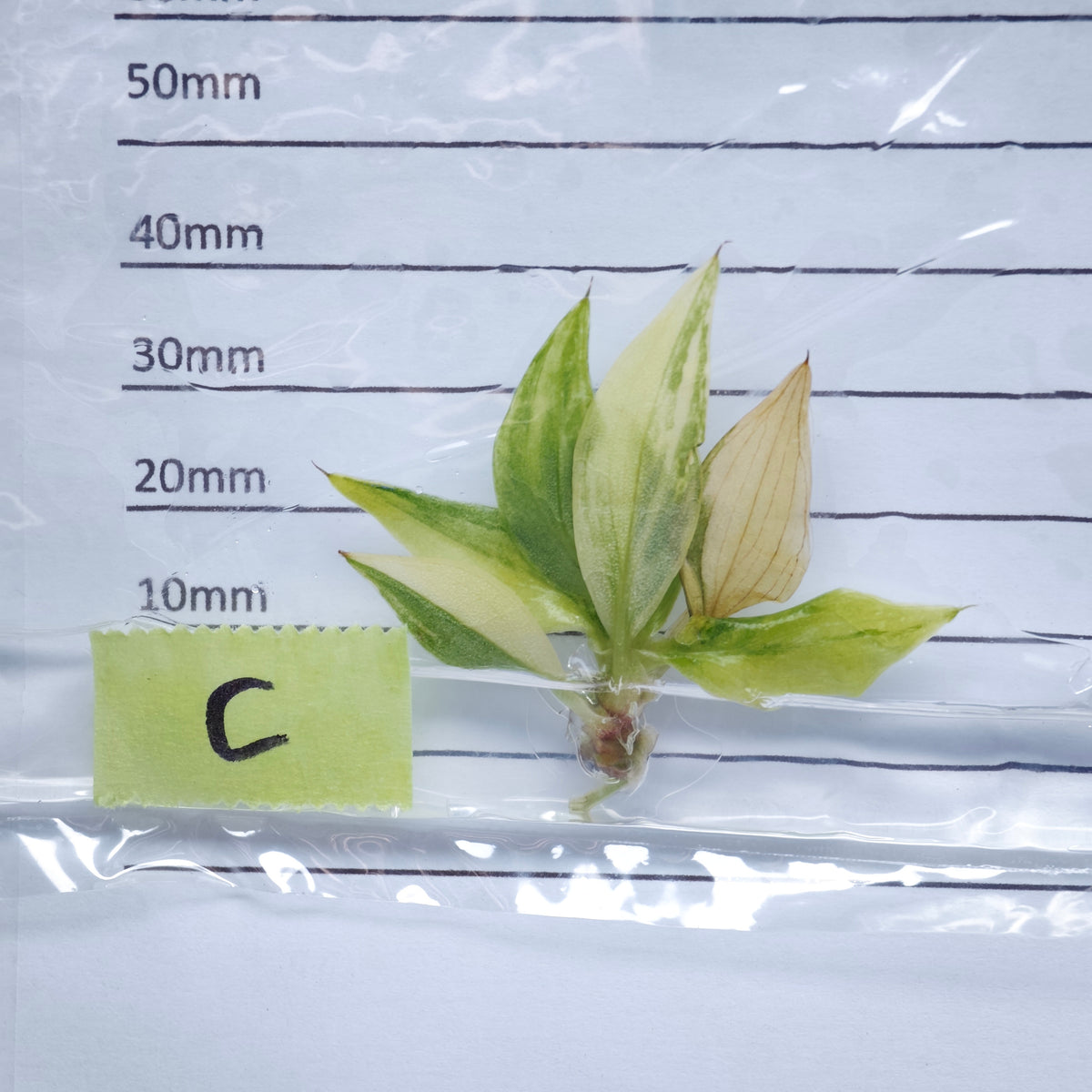 Philodendron White Knight Tricolour Variegated - Tissue culture (1plant/bag)