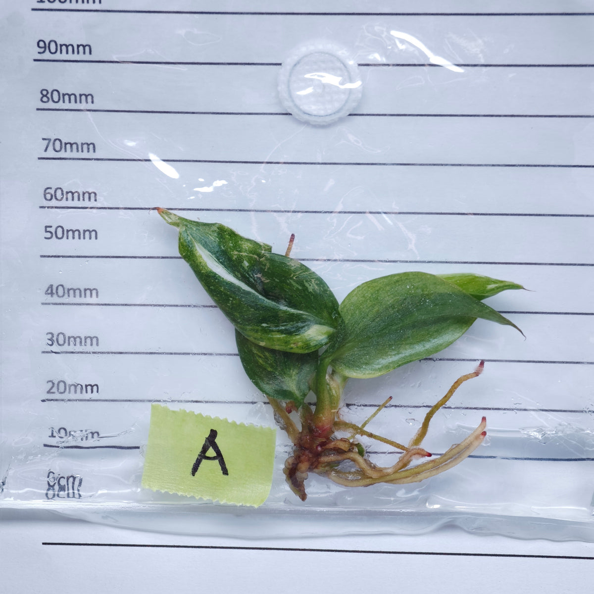 Philodendron White Knight Tricolour Variegated - Tissue culture (1plant/bag)