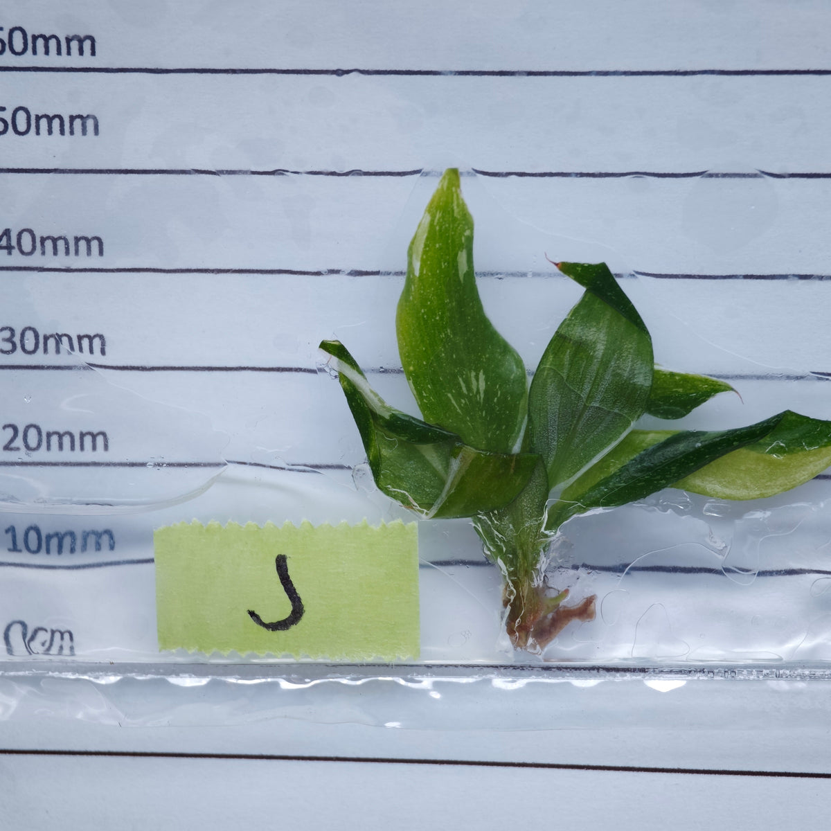 Philodendron White Knight Tricolour Variegated - Tissue culture (1plant/bag)