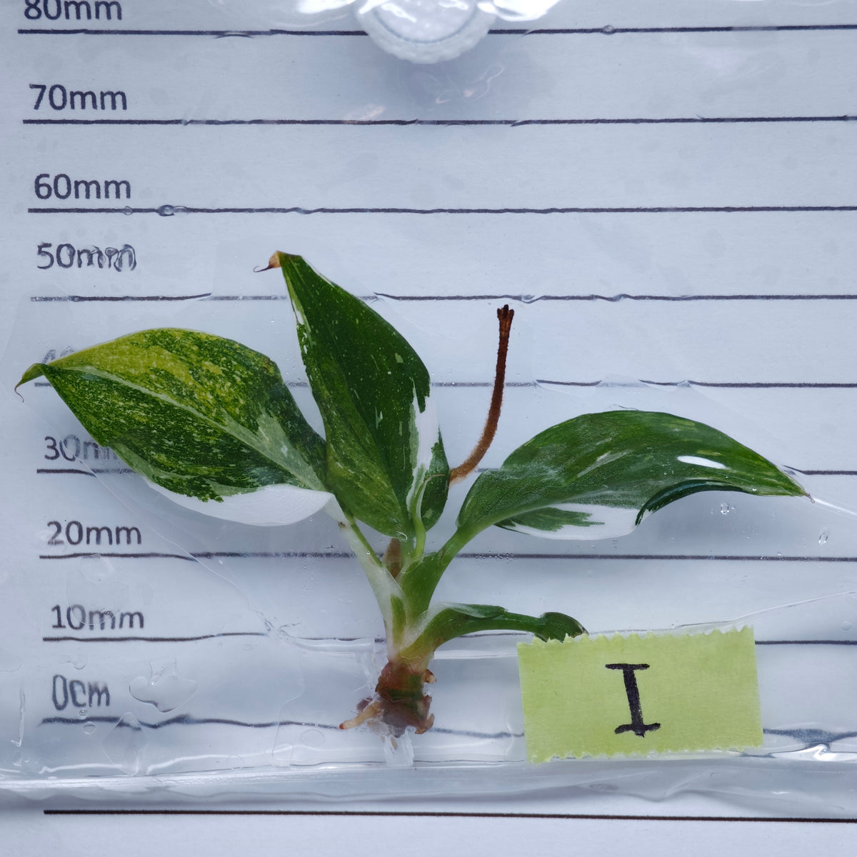 Philodendron White Knight Tricolour Variegated - Tissue culture (1plant/bag)