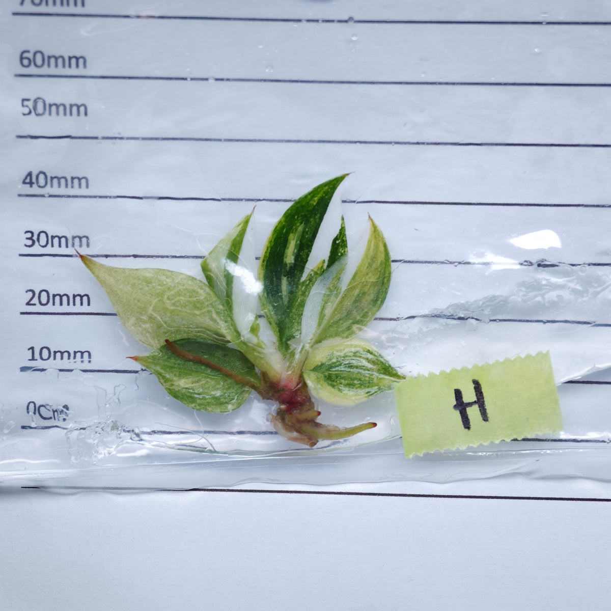 Philodendron White Knight Tricolour Variegated - Tissue culture (1plant/bag)