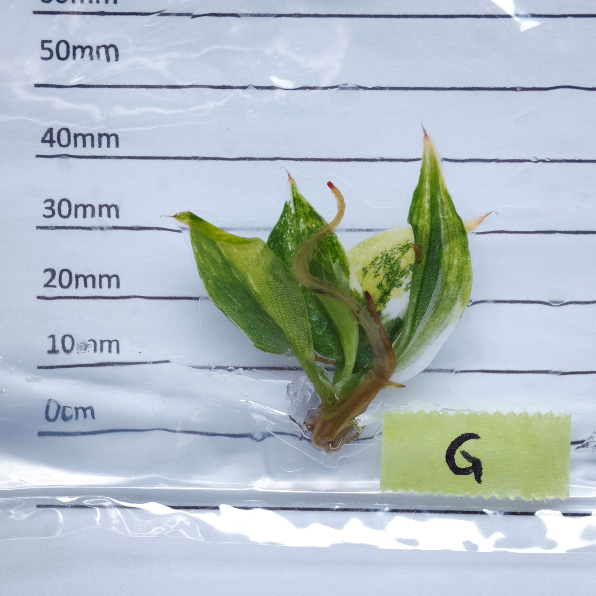 Philodendron White Knight Tricolour Variegated - Tissue culture (1plant/bag)