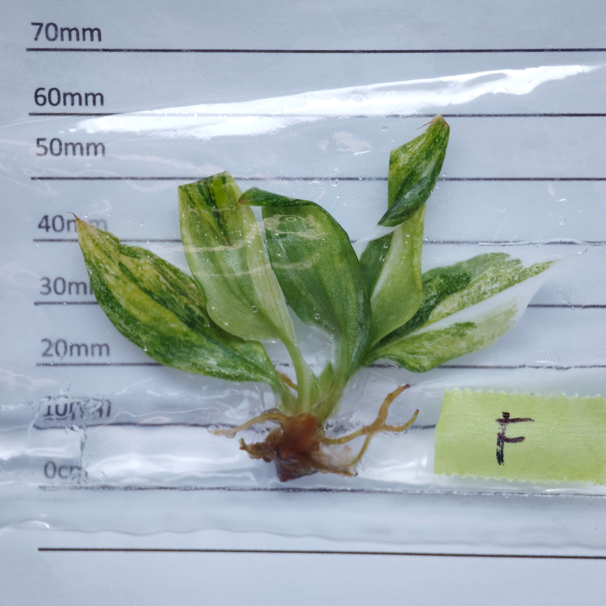 Philodendron White Knight Tricolour Variegated - Tissue culture (1plant/bag)