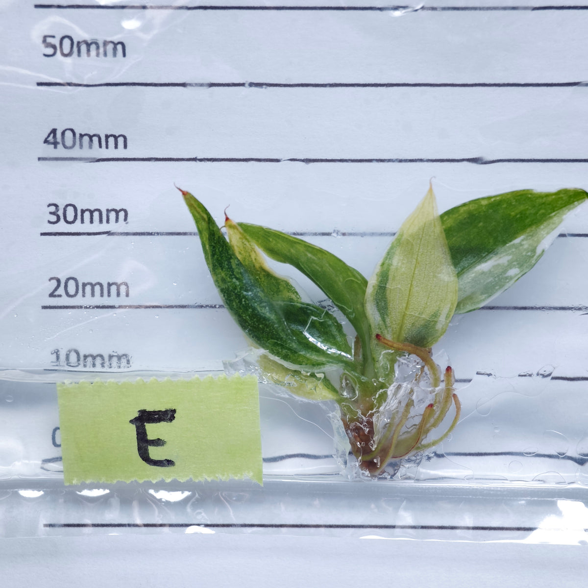 Philodendron White Knight Tricolour Variegated - Tissue culture (1plant/bag)