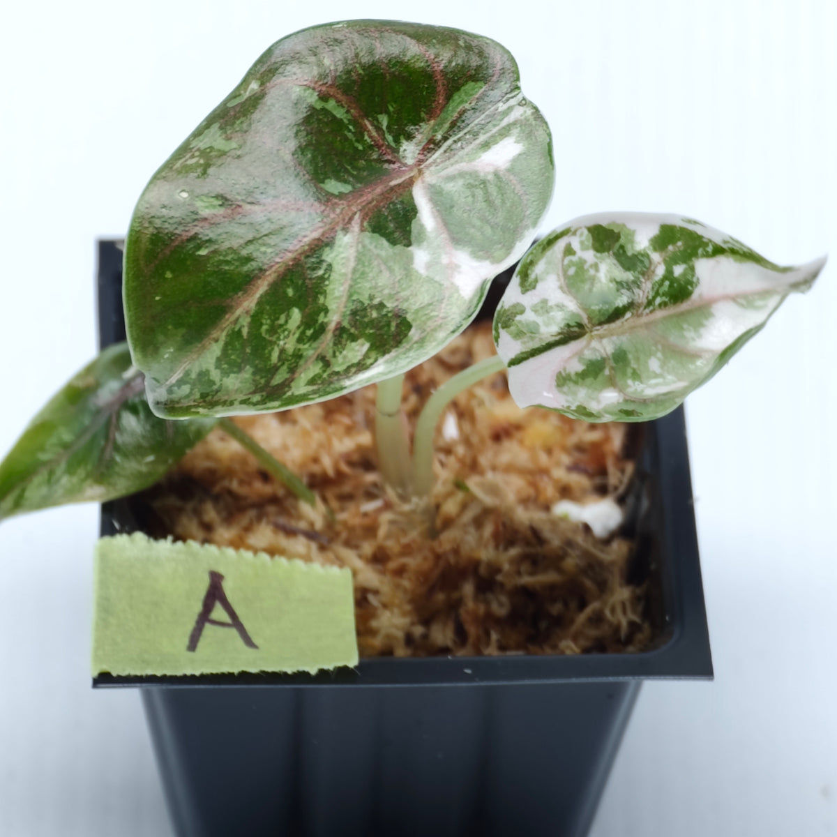 Alocasia azlanii Albo/Pink variegated
