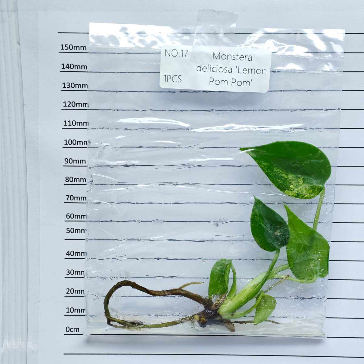Monstera Lemon Pompom (1plant/bag) - Tissue culture