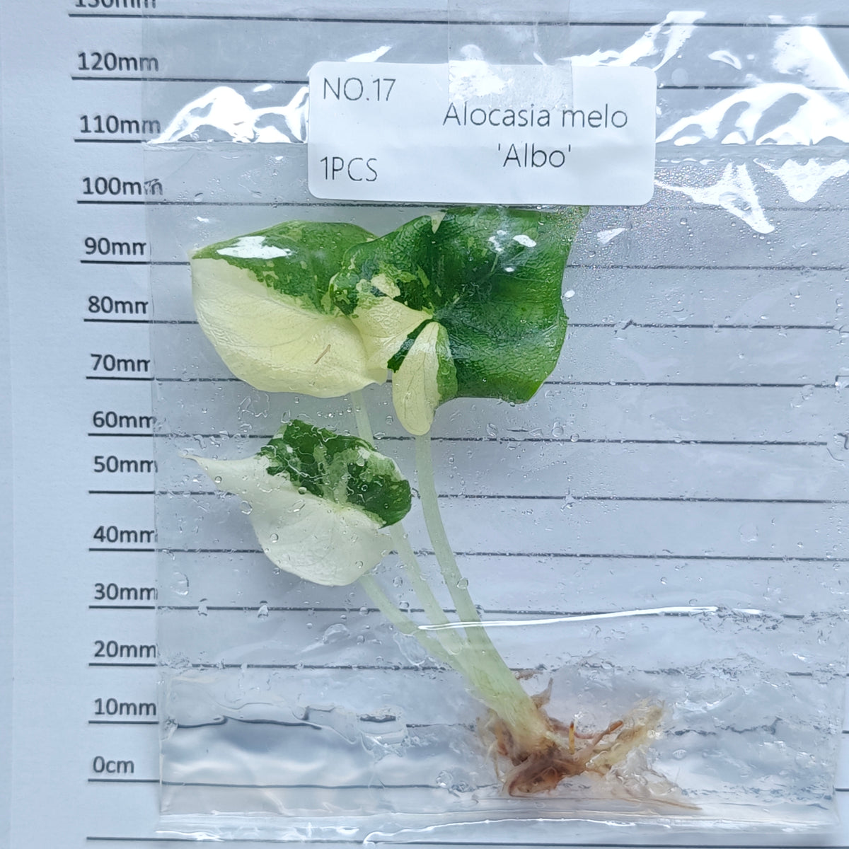 Alocasia melo Albo Variegated (1plant/bag) - Tissue culture