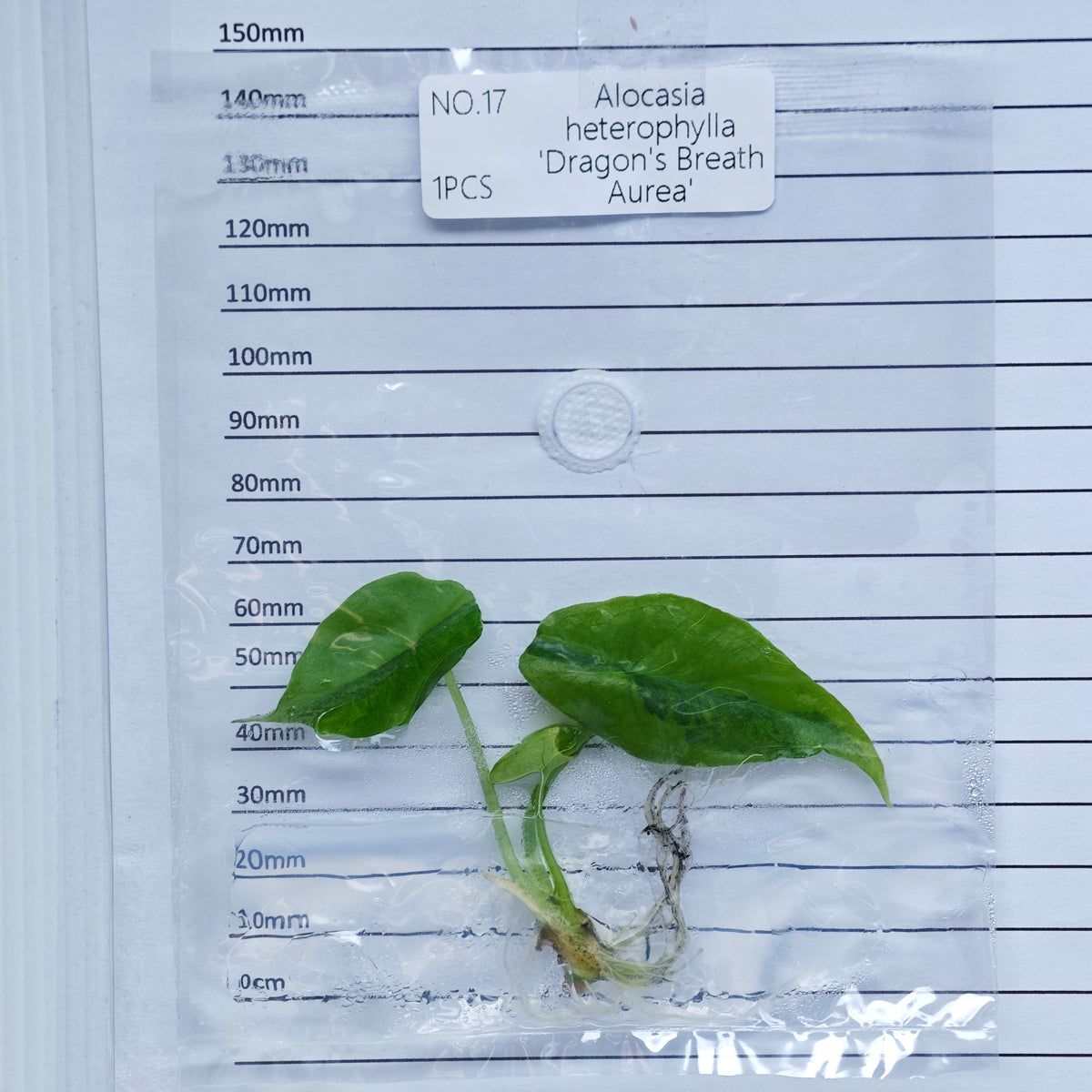 Alocasia heterophylla Dragon’s Breath Aurea Variegated (1plant/bag) - Tissue culture