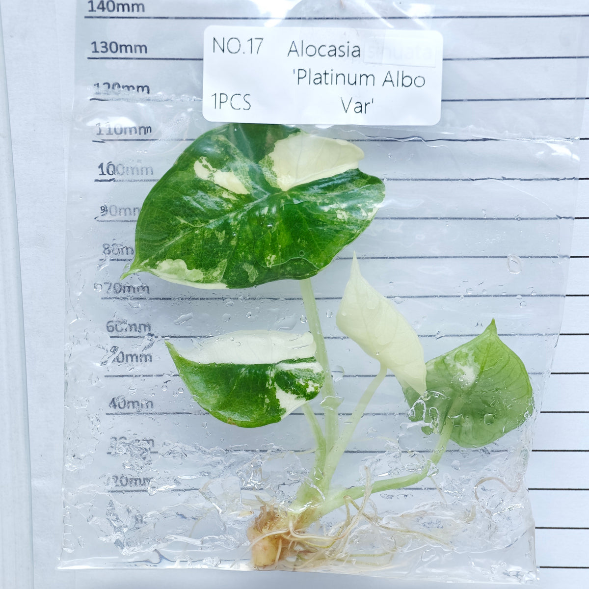 Alocasia Bisma Albo/ Platinum Albo Variegated (1plant/bag) - Tissue culture