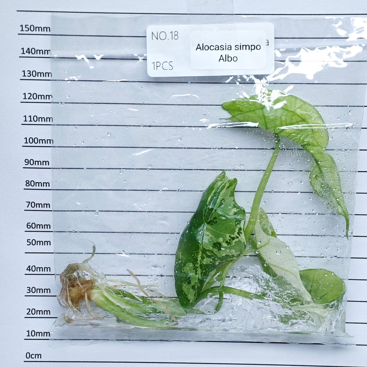 Alocasia Simpo Albo Variegated (1plant/bag) - Tissue culture